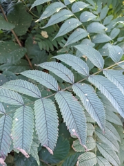 Sorbaria sorbifolia