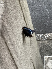 Kaniska canace nojaponicum