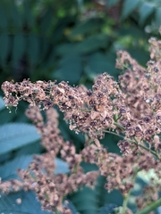 Sorbaria sorbifolia