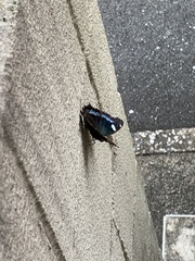 Kaniska canace nojaponicum