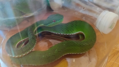 Trimeresurus gumprechti