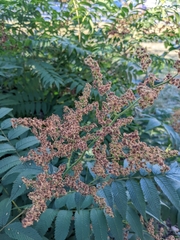 Sorbaria sorbifolia