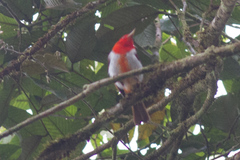 Chrysothlypis salmoni