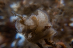 Dendrobeania lichenoides