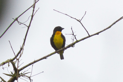 Bangsia melanochlamys