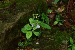 Mazus caducifer