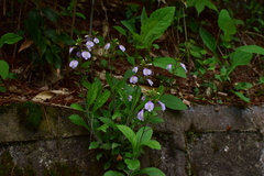 Mazus caducifer