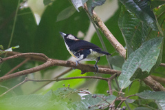 Capito maculicoronatus