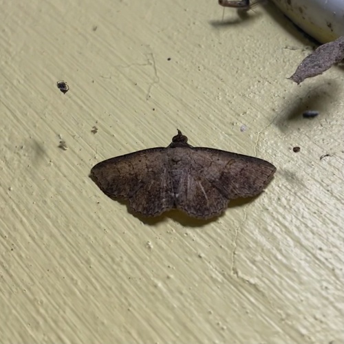 Antiblemma eschata