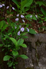 Mazus caducifer