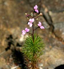 Stylidium laricifolium