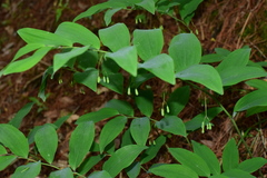 Polygonatum filipes