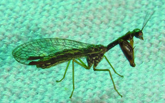 Leptomantispa pulchella