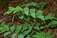 Polygonatum filipes