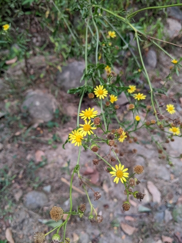 starček (Jacobaea)