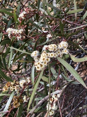Eucalyptus gracilis