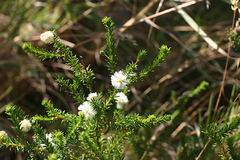 Acacia brunioides