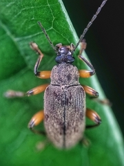 Bolbostetha