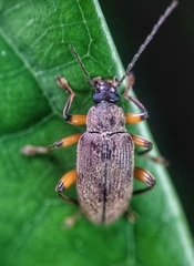 Bolbostetha