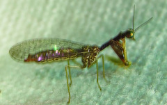 Leptomantispa pulchella