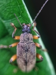 Bolbostetha