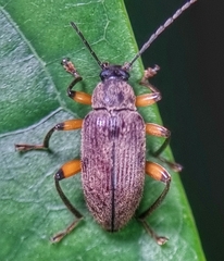 Bolbostetha