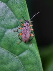 Bolbostetha