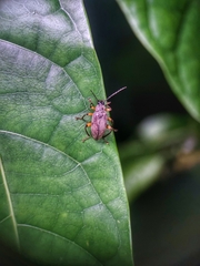Bolbostetha