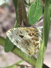 Catapaecilma major