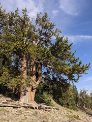 Pinus aristata