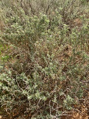 Atriplex stipitata