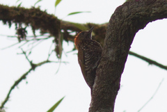 Dryobates chocoensis