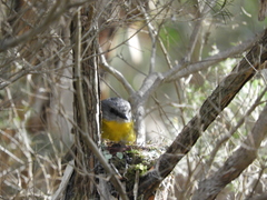 Eopsaltria australis australis