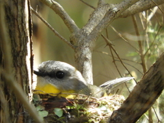 Eopsaltria australis australis