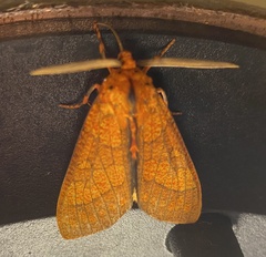 Elysius