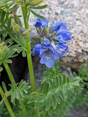 Polemonium confertum