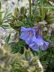 Polemonium confertum