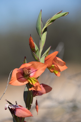 Gladiolus equitans