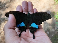 Papilio karna