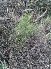 Austrostipa elegantissima