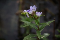 Limnophila aromatica