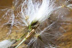 Eriophorum viridicarinatum