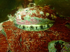 Haliotis kamtschatkana