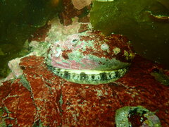 Haliotis kamtschatkana