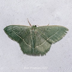 Chlorissa distinctaria