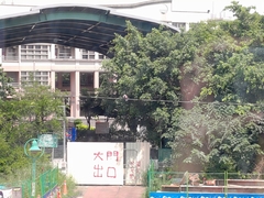 Streptopelia tranquebarica