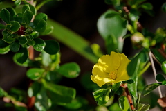 Hibbertia diffusa
