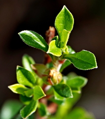 Hibbertia diffusa