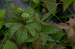Rubus pubescens