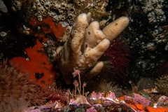 Amphilectus digitatus